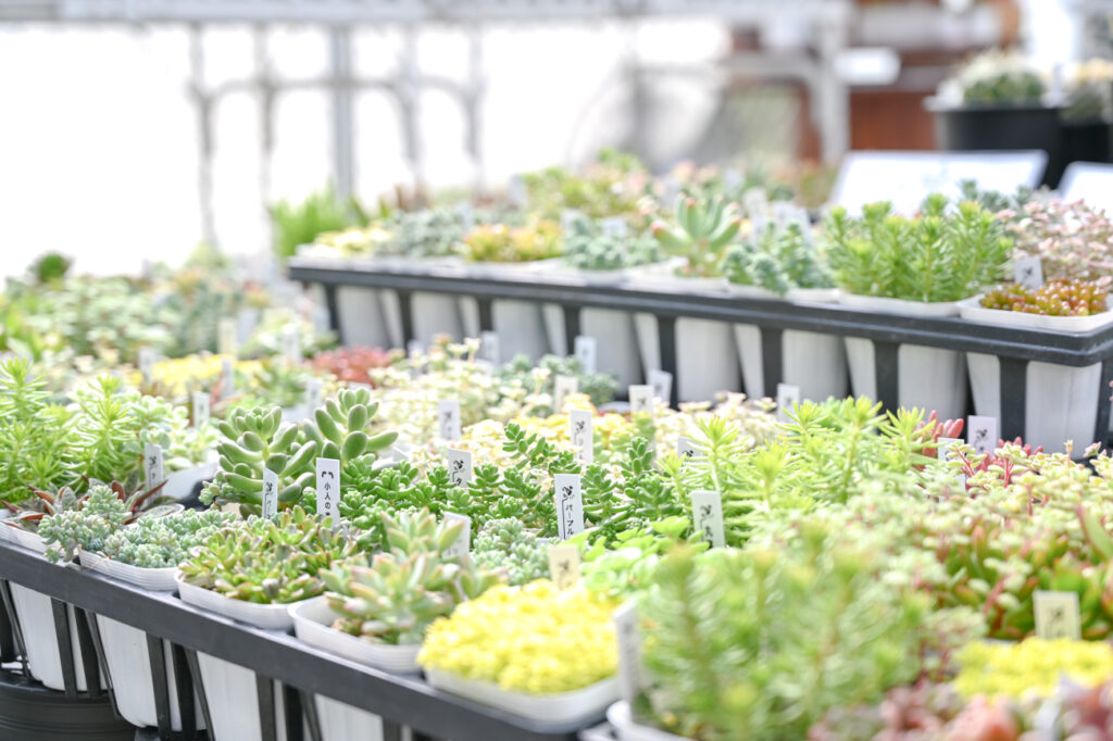 店内の植物の写真