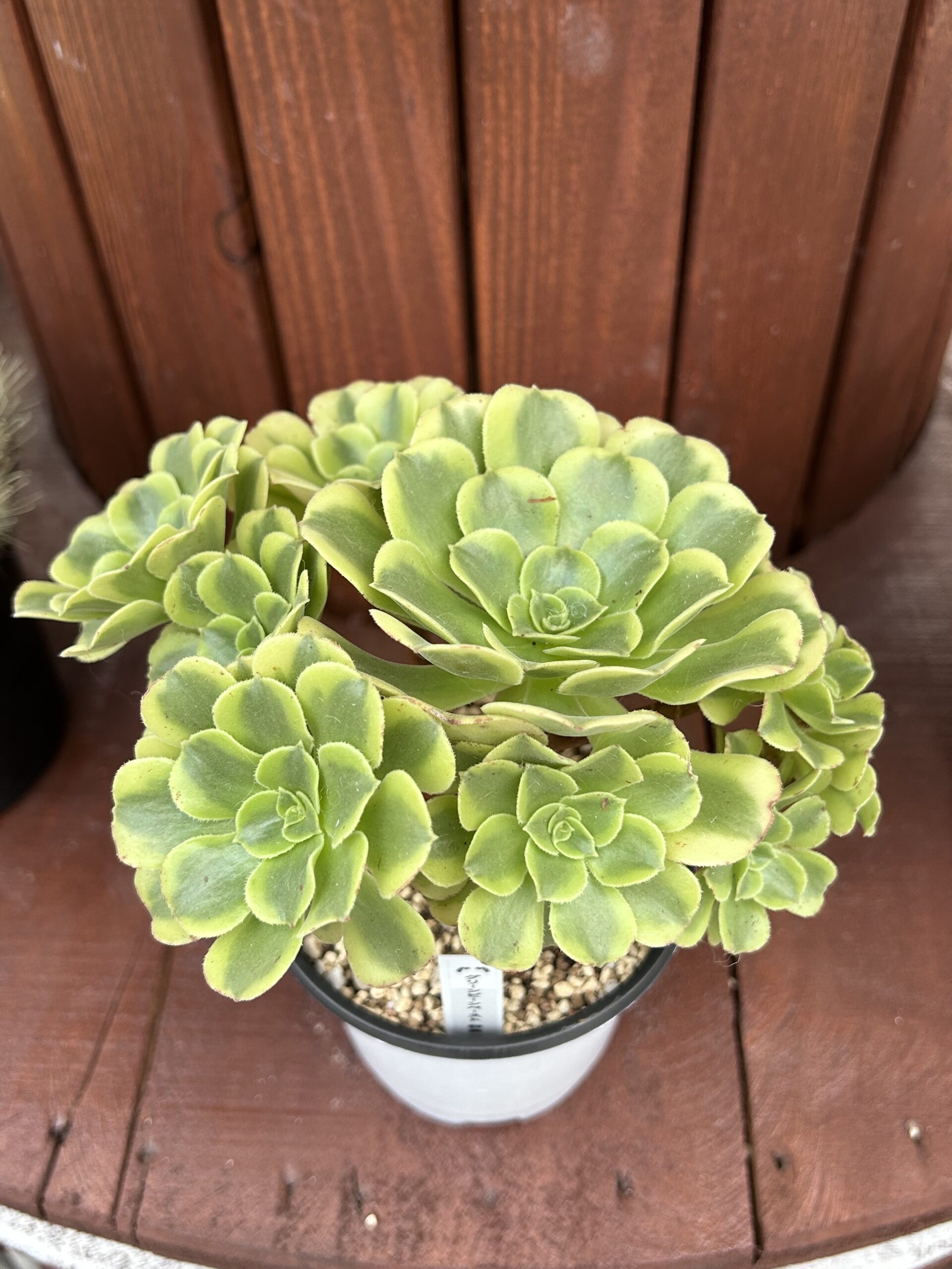 2024/9/4㈬ 晴れ一時雨 アエオニウム根付く✨ – かみゅ多肉