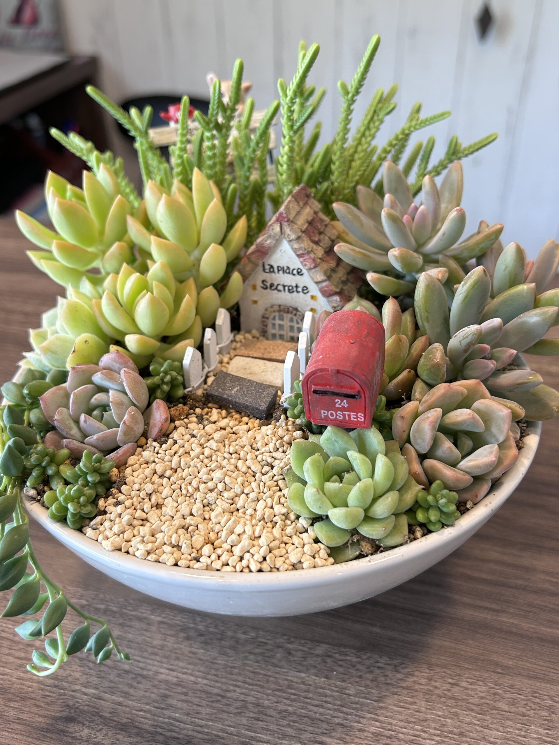 2024/9/11㈬ 晴れ free寄せ植え体験 箱庭 – かみゅ多肉