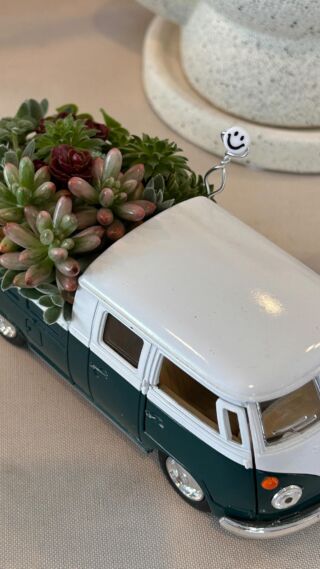 入荷情報 ✨ハオルチア✨ – かみゅ多肉