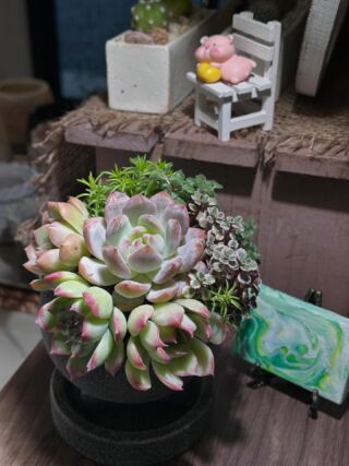 アンジュ様 ご確認用 多肉 多肉植物 - 見元園芸webshop