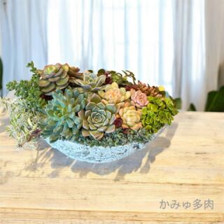 入荷情報 ✨ハオルチア✨ – かみゅ多肉