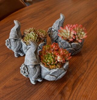 入荷情報 ✨ハオルチア✨ – かみゅ多肉