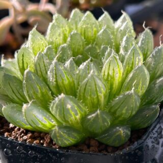 2024/9/4㈬ 晴れ一時雨 アエオニウム根付く✨ – かみゅ多肉