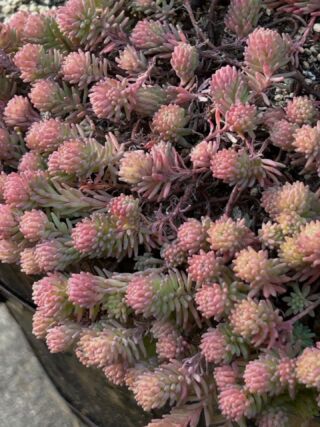 2024/9/4㈬ 晴れ一時雨 アエオニウム根付く✨ – かみゅ多肉