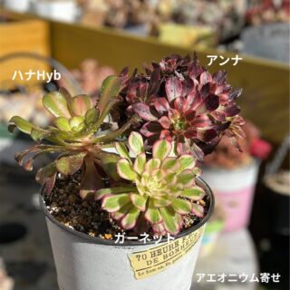 2024/9/4㈬ 晴れ一時雨 アエオニウム根付く✨ – かみゅ多肉